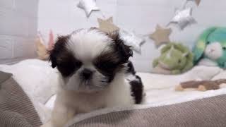 シーズーの動画01