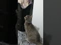 Grey Tabby Cat Accompanied By Bengal Cat Shorts