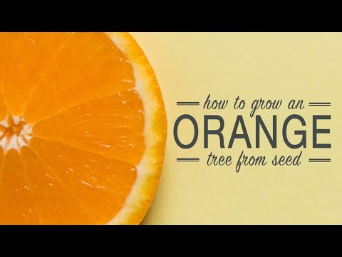 How to Grow an Orange Tree from a Seed