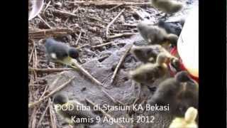 preview picture of video 'Bebek Hakiki #02-02 Pedaging/Broiler Percobaan SJ 35'