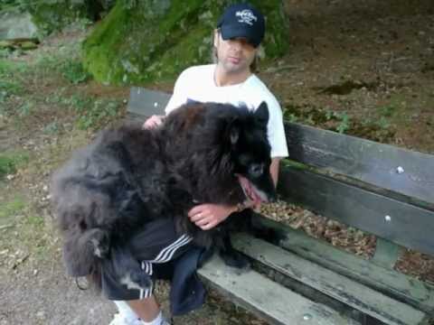 Swedish Dogs and Horses Walks for the Romanian Strays 2012