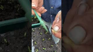Prick out little seedlings, why and how
