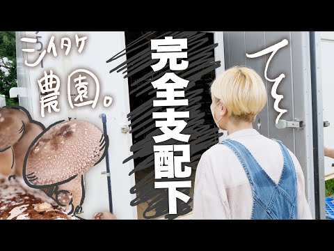 【ロシアン佐藤】完全管理！箱入りしいたけ。コンテナ栽培がめっちゃハイテクだった。