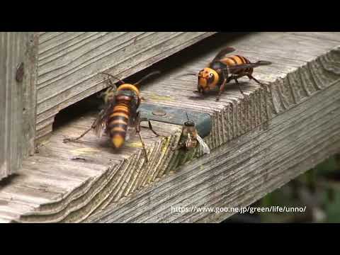 ミツバチとクロスズメバチの巣を襲うオオスズメバチ