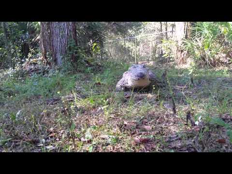 Cuban Crocodile “Chiquita” galloping like a dog, on command. #shorts
