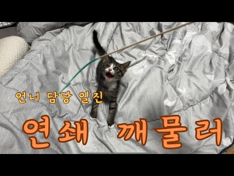 냥줍한 길냥이가 사람 잡네요