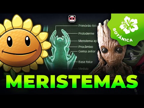 Meristemas (Tecidos vegetais embrionários)