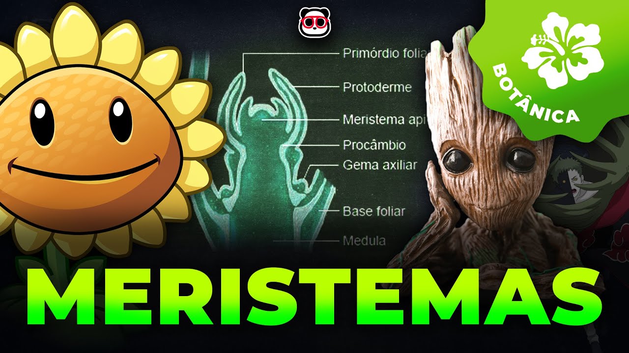 Meristemas (Tecidos vegetais embrionários)