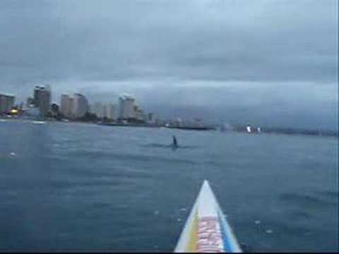 Paddling with dolpins!