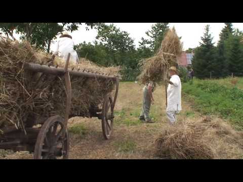 Weizenernte    wie früher!