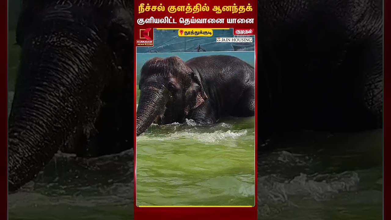 நீச்சல் குளத்தில் ஆனந்தக் குளியலிட்ட தெய்வானை யானை | Kumudam News