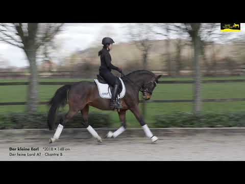 Gestüt Letter Berg, Ponyhengst Der kleine Earl von Der feine Lord AT – Chantre B – Nobel