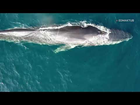 Drones capture whales feeding off Spanish coast