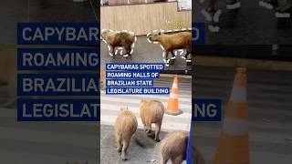 Capybaras spotted roaming halls of Brazilian state legislature building #WorldNow