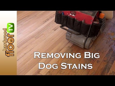 YouTube video about: When can dogs walk on refinished hardwood floors?