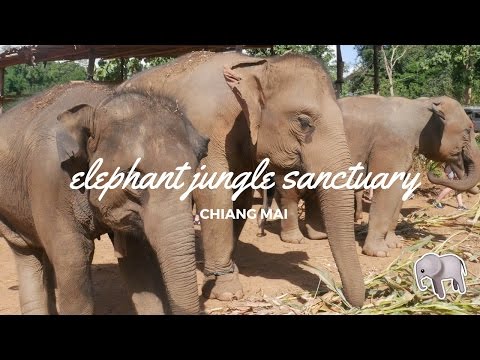 Elephant Jungle Sanctuary | Chiang Mai | Travel in Your Twenties