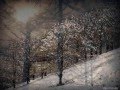 Julius Patzak: Winterreise D 911 by Schubert ...
