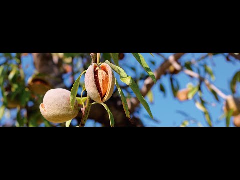 Ametlles Vicens, um produto da Terra