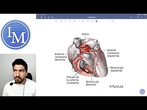 Anatomía | Sistema Cardiovascular | Inductivo a la Facultad de Medicina