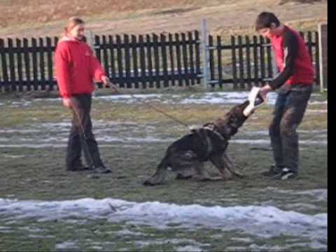 Aischa z Jukasu - protection - 20 months