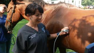 Rancocas Veterinary Hospital