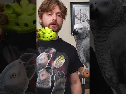 Apollo's STUCK On Plant 🌱