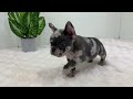 French Bulldog dogs for sale: Esther - Video 1