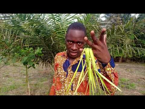 Uses of palm leaves spiritually. Spiritual uses of palm plant. Palm frond spiritual uses.