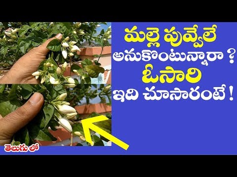 Amazing uses of jasmine flower