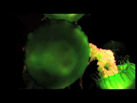 Sofía Kourtesis - Las Magnolias (Official Video)