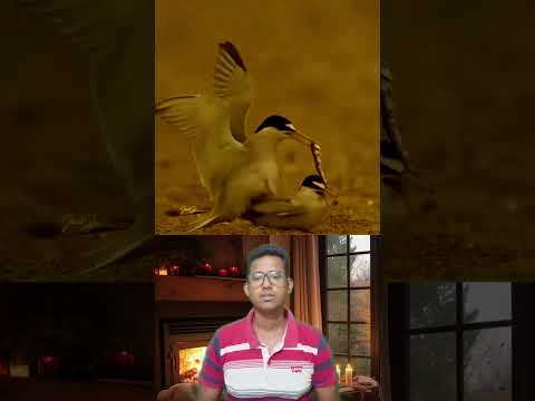 লোভ দেখিয়ে লুটে নেয়া শুধু মানুষের স্বভাব নয় #viralreelsシ #Reels #familystory #viral #ReelsVideo