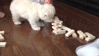 animale faze dragute pui de animale