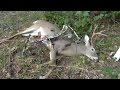 2014 Arkansas Early Deer Season Bow Hunting ...