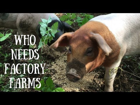 Say No to Factory Farms! Raise Pigs on Pasture for Meat! Video