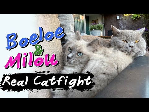 Ragdoll Kitten & British Shorthair Cat  - Real Catfight