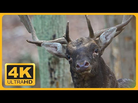 Fallow Deer Rut 2022