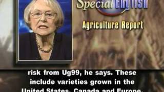 In Afghanistan, Preparing for a Threat to Wheat Plants