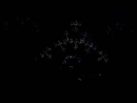 Ajja - Árvore da Vida 2019