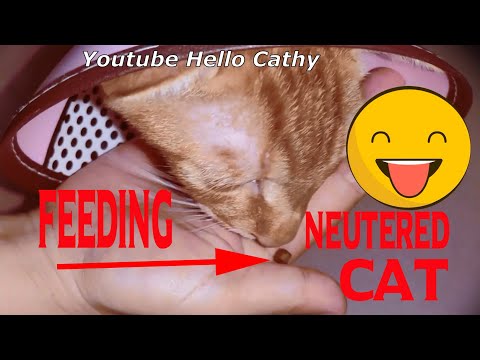 Feed a cat after neutering,E-collar won't stop cats to enjoy meal