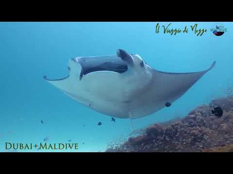 Viaggio di Nozze - DUBAI + MALDIVE