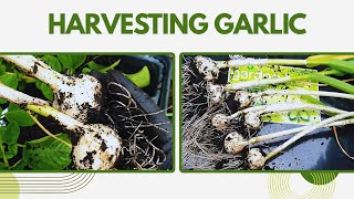 Garlic Harvest 2025: When to Pull, Cure & Store Like a Pro + Potato