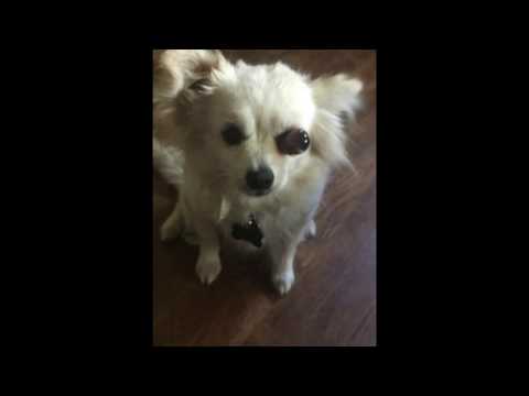 Please pray for my dog buddy!!! (eye popped out)