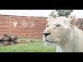 Wild Animals Best Animal Videos Jangle Janwer Video Forest Animals Video Zoo Animals