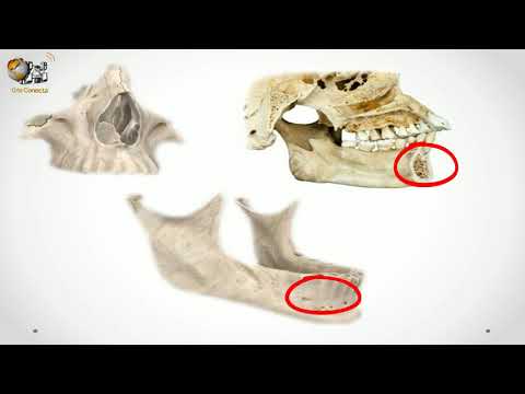 Dica OrtoConecta - Vitamina K2