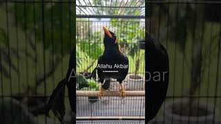Download lagu Smart Talking Parrot mp3