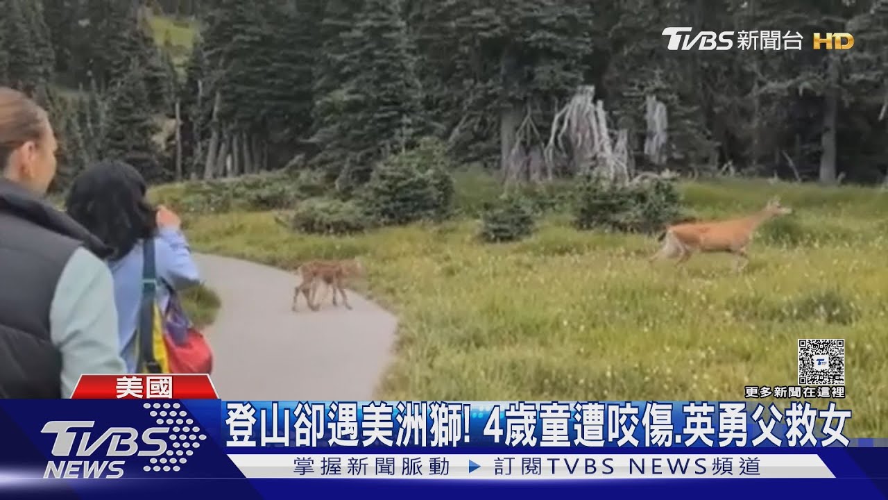 美國頻傳人獸衝突 黑熊襲威斯康辛婦、美洲獅咬4歲女童