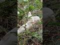 Sturbbon Little young birds biting Mothers #birds #birdhome #nature #birdsong #itsabird #wildbirds