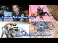 Jumping Spider Care Sheet: Expert Tips for New Keepers