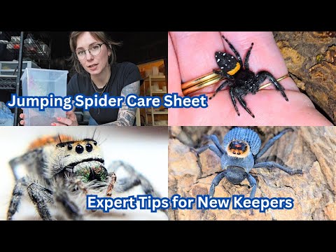 Jumping Spider Care Sheet: Expert Tips for New Keepers