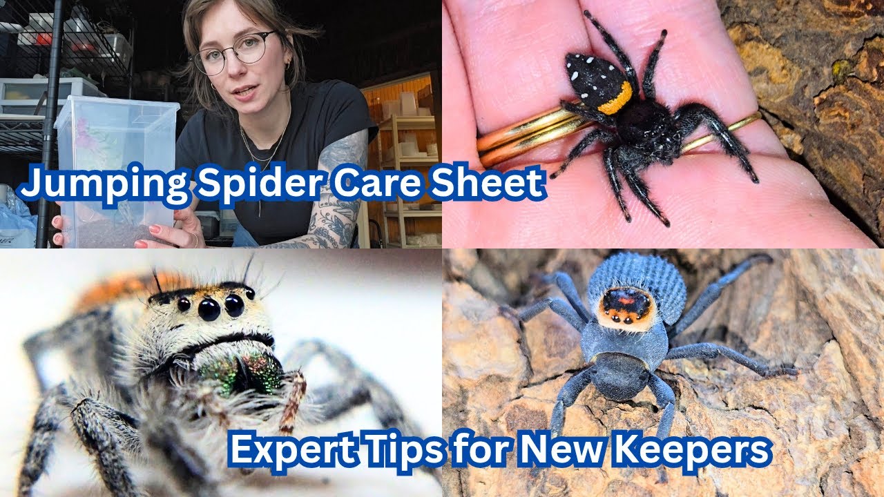 Jumping Spider Care Sheet: Expert Tips for New Keepers